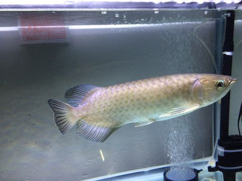 高背紅尾金龍魚能活多久：高背紅尾金龍魚的壽命在10-18年左右