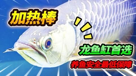 龍魚必須打氧嗎為什么：養(yǎng)龍魚需要24小時打氧嗎？