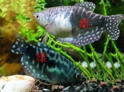 黃藍曼龍魚可以混養(yǎng)嗎：黃藍曼龍魚可以混養(yǎng)但需要注意一些事項以確保成功