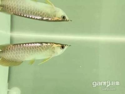 金龍魚苗怎么挑選：挑選金龍魚苗的技巧和注意事項(xiàng) 龍魚百科