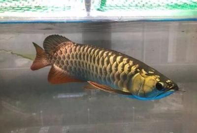 金龍魚發(fā)色過程分析圖：金龍魚發(fā)色過程