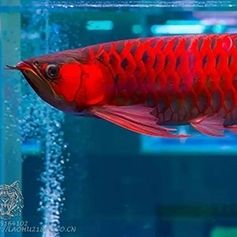 紅龍魚鱗片有白毛怎么回事：紅龍魚鱗片出現(xiàn)白毛怎么回事