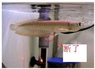 龍魚須斷了多久長出來：龍魚的胡須斷了之后能否長出來以及多久能夠長出來 龍魚百科