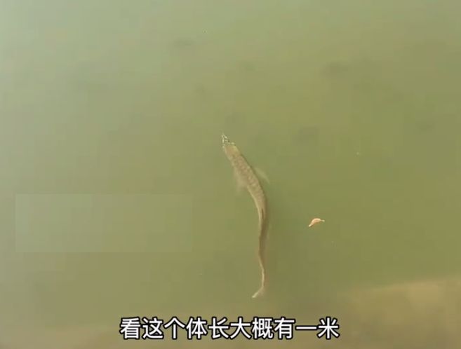 龍魚不養(yǎng)了是要放生還是送人？：處理不再飼養(yǎng)的龍魚的最佳方式 龍魚百科 第1張