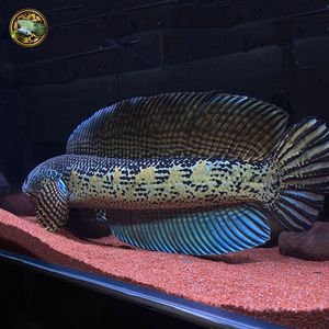 最兇猛的龍魚(yú)品種：關(guān)于最稀有的雷龍魚(yú)品種巴卡雷龍魚(yú)和黑魔神雷龍魚(yú) 龍魚(yú)百科 第1張