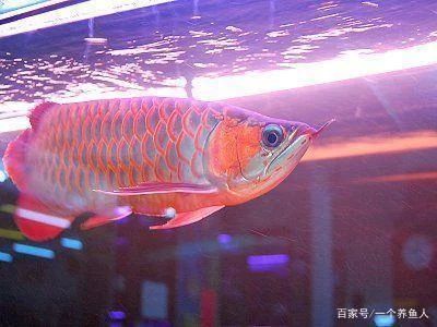 龍魚燈擺放：關(guān)于龍魚燈擺放位置的建議 龍魚百科 第2張