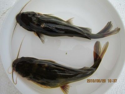 金龍魚苗好養(yǎng)嗎怎么養(yǎng)：金龍魚苗好養(yǎng)嗎？怎么養(yǎng)？