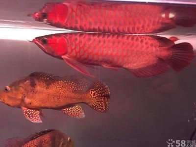 頂級紅龍魚品牌是什么：頂級紅龍魚品牌大全 龍魚百科 第3張