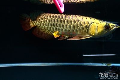 金龍魚(yú)大金頭是什么意思：金龍魚(yú)大金頭是什么意思金頭金龍魚(yú)大金頭是什么意思 龍魚(yú)百科