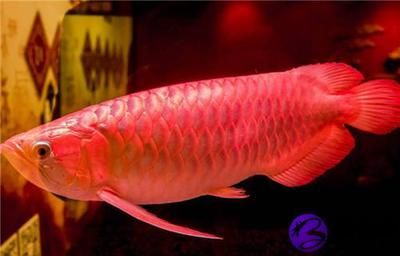 紅龍魚(yú)容易死嗎為什么：為什么紅龍魚(yú)容易死亡