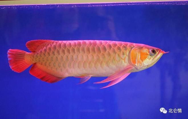 紅尾龍魚價(jià)格行情走勢(shì)：紅尾龍魚價(jià)格走勢(shì) 龍魚百科 第1張