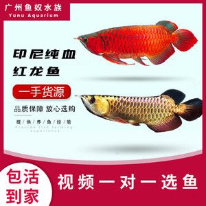 紅龍魚苗的挑選圖解視頻：紅龍魚幼魚挑選紅龍魚苗的挑選技巧和方法有哪些