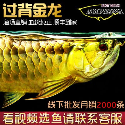 淘寶哪家龍魚(yú)比較好：淘寶上經(jīng)營(yíng)龍魚(yú)且用戶(hù)評(píng)價(jià)較好的店鋪：淘寶哪家龍魚(yú)好