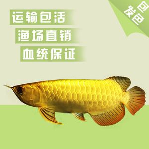 淘寶哪家龍魚(yú)比較好：淘寶上經(jīng)營(yíng)龍魚(yú)且用戶(hù)評(píng)價(jià)較好的店鋪：淘寶哪家龍魚(yú)好