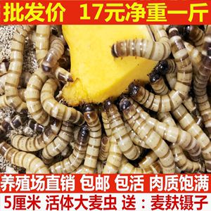 金龍魚經(jīng)常吃大麥蟲會怎么樣？：金龍魚經(jīng)常吃大麥蟲會對健康和生長產(chǎn)生一定的影響 龍魚百科 第2張