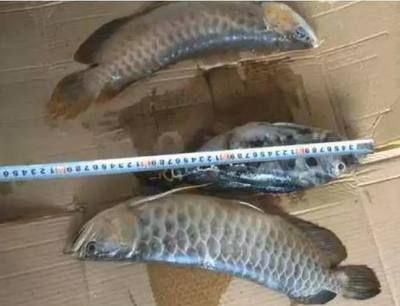 水溫25度龍魚會死嗎：龍魚對水溫適應(yīng)性的詳細(xì)信息：水溫25度龍魚會死嗎