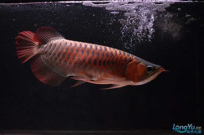 紅龍魚藍(lán)底藍(lán)背景可以不：紅龍魚是否適合藍(lán)底藍(lán)背景