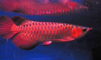 紅龍魚(yú)尾巴不紅正常嗎：紅龍魚(yú)尾巴不紅在某些情況下可能是正常的 龍魚(yú)百科 第3張