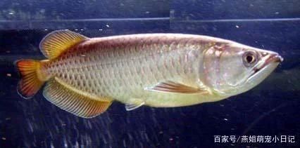 龍魚的生長(zhǎng)環(huán)境要求：龍魚的生長(zhǎng)環(huán)境要求是怎樣的？ 龍魚百科 第3張