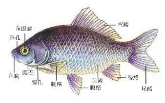 龍魚的結(jié)構(gòu)：龍魚有哪些特點(diǎn)？