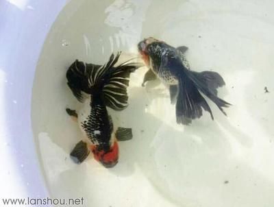 龍魚和鳳魚：關(guān)于龍魚和鳳魚的飼養(yǎng)知識(shí)