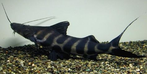 斑馬鴨嘴魚(yú)和龍魚(yú)混養(yǎng)好不好：關(guān)于斑馬鴨嘴魚(yú)和龍魚(yú)混養(yǎng)的問(wèn)題