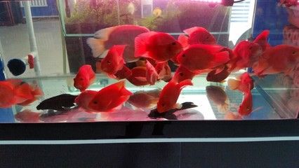 紅龍魚眼睛長白蒙眼怎么辦：紅龍魚的眼睛長白蒙眼怎么辦