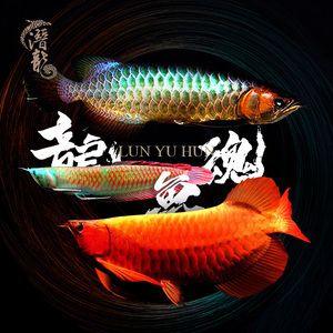 最大的金龍魚(yú)水墨畫(huà)是什么：最大的金龍魚(yú)水墨畫(huà)是什么最大的金龍魚(yú)水墨畫(huà)是什么 龍魚(yú)百科 第2張