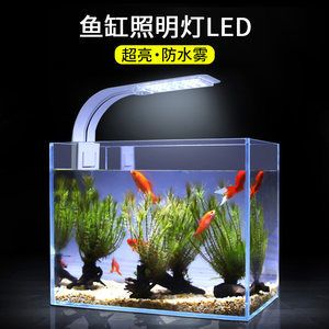 龍魚燈可以照錦鯉嗎：錦鯉的光照需求和龍魚有所不同，龍魚燈可以照錦鯉嗎