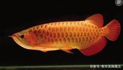 龍魚可以吃肉嗎：龍魚可以吃肉嗎， 龍魚百科 第2張