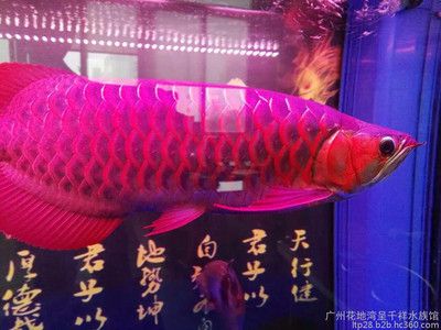 赤血紅龍魚好不好：關(guān)于赤血紅龍魚的飼養(yǎng)