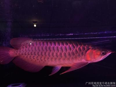 赤血紅龍魚好不好：關(guān)于赤血紅龍魚的飼養(yǎng)