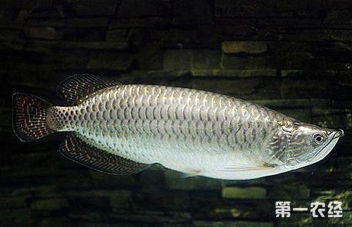 澳大利亞星點龍魚：澳大利亞星點龍魚飼養(yǎng)注意事項