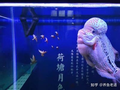 金龍魚飼養(yǎng)條件：飼養(yǎng)金龍魚需要注意的幾個關(guān)鍵條件 龍魚百科 第1張