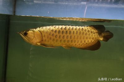 金龍魚金質(zhì)不重怎么辦：如何提高金龍魚的金質(zhì)