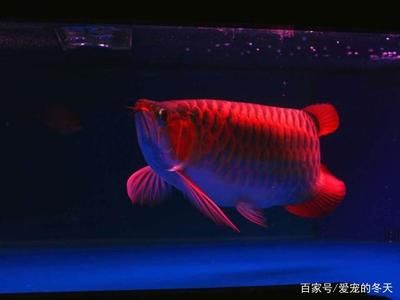 喂龍魚的小魚要怎么處理才能保存時間長：喂龍魚的小魚要怎么處理，才能保存時間長 龍魚百科 第3張