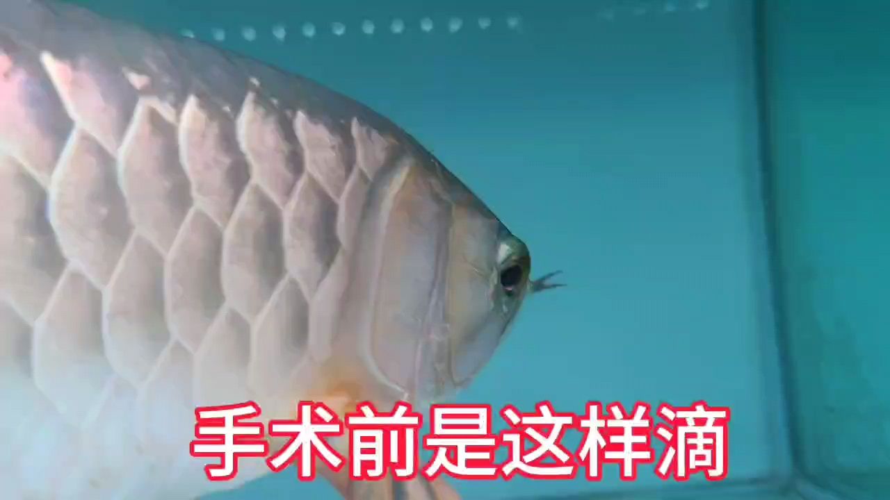 龍魚做掉眼手術(shù)  對魚的影響有多大？：大金龍掉眼手術(shù) 觀賞魚論壇