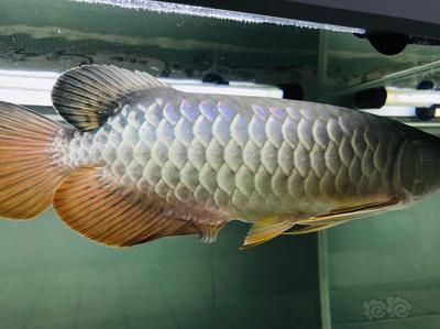 新買來的龍魚兩天就死了正常嗎：新買的龍魚僅存活了兩天便死亡了，這種情況正常嗎？