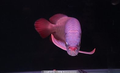 一種觀賞魚(yú)類 叫什么龍魚(yú)：一種觀賞魚(yú)類叫什么龍魚(yú) 龍魚(yú)百科 第2張