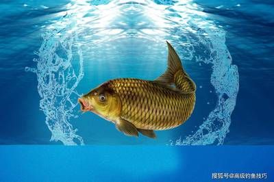 龍魚用什么釣：《夢想新大陸》不同類型的龍魚釣法不同類型龍魚用什么釣 龍魚百科 第1張