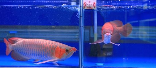 巴雷特龍魚(yú)是什么品種：關(guān)于巴雷特龍魚(yú)的問(wèn)題