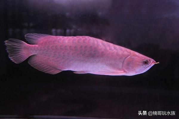 龍魚防掉眼球放幾個(gè)合適：如何預(yù)防龍魚掉眼 龍魚百科 第1張