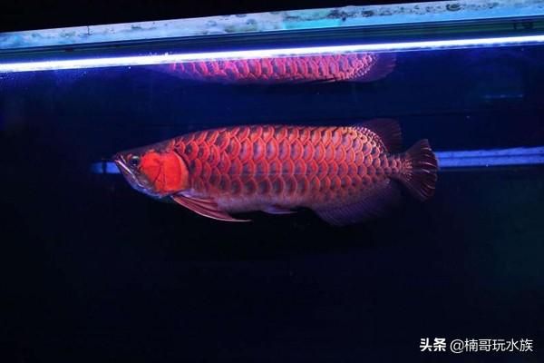 龍魚防掉眼球放幾個(gè)合適：如何預(yù)防龍魚掉眼 龍魚百科 第3張