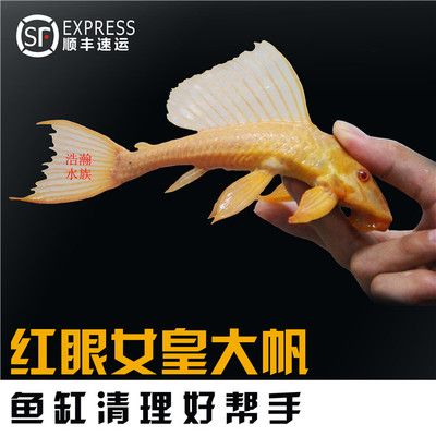 賣龍魚取一個(gè)店名字可以嗎：賣龍魚的店鋪取名可以嗎？ 龍魚百科 第2張