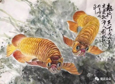 金龍魚(yú)的來(lái)歷是什么：美麗硬仆骨舌魚(yú)金龍魚(yú)的來(lái)歷是什么金龍魚(yú)的來(lái)歷是什么