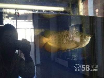 鶴崗龍魚專賣店：鶴崗市的龍魚專賣店