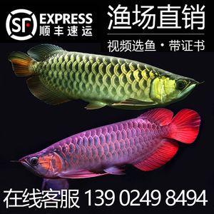 短身金龍魚能長(zhǎng)多大：短身金龍魚能長(zhǎng)多大，短身金龍魚的生長(zhǎng)潛力