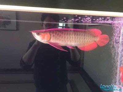 養(yǎng)龍魚ph值高怎么辦：養(yǎng)龍魚ph值過高怎么辦