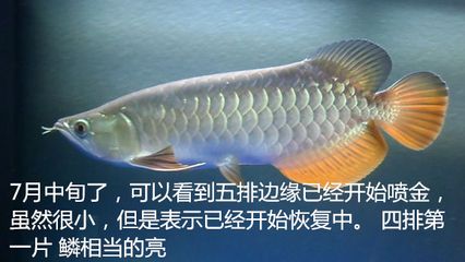 金龍魚反垢怎么處理：金龍魚反垢怎么處理金龍魚反垢怎么處理 龍魚百科 第1張