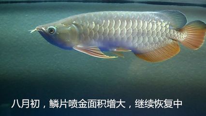 金龍魚反垢怎么處理：金龍魚反垢怎么處理金龍魚反垢怎么處理 龍魚百科 第2張